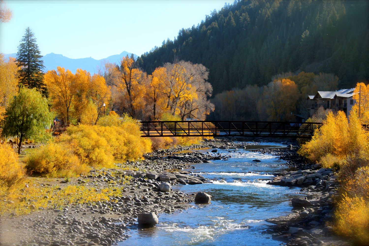 Golden cottonwoods along the San Juan River in downtown Pagosa Springs